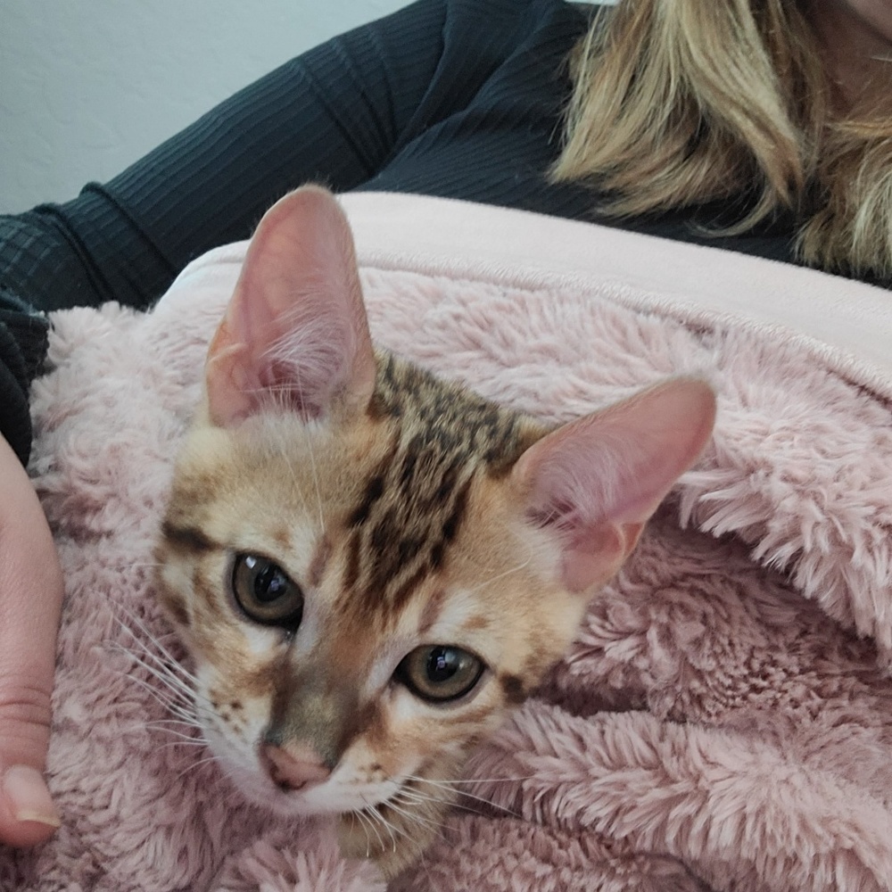 Meet your Posher, Tabitha